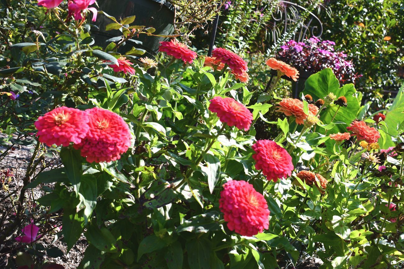 Bright pink and orange zinnias in full bloom, surrounded by green foliage, in a sunny garden.