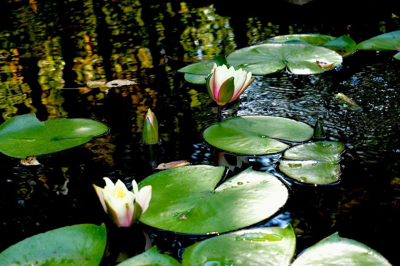 Water lilies with white and pink flowers and green pads floating on dark water.