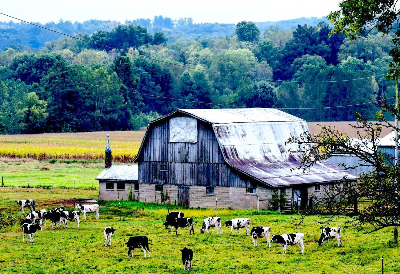 Cows grazing in a green pasture with an old barn and forest in the background.