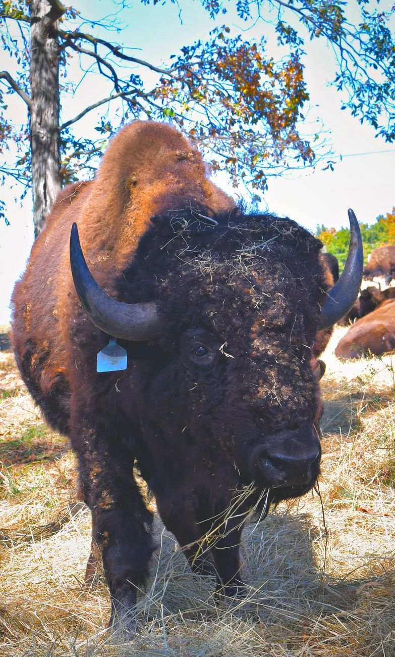 Bison standing in a grassy area, eating hay. The animal is brown and black, with curved horns, and a tag on its ear.