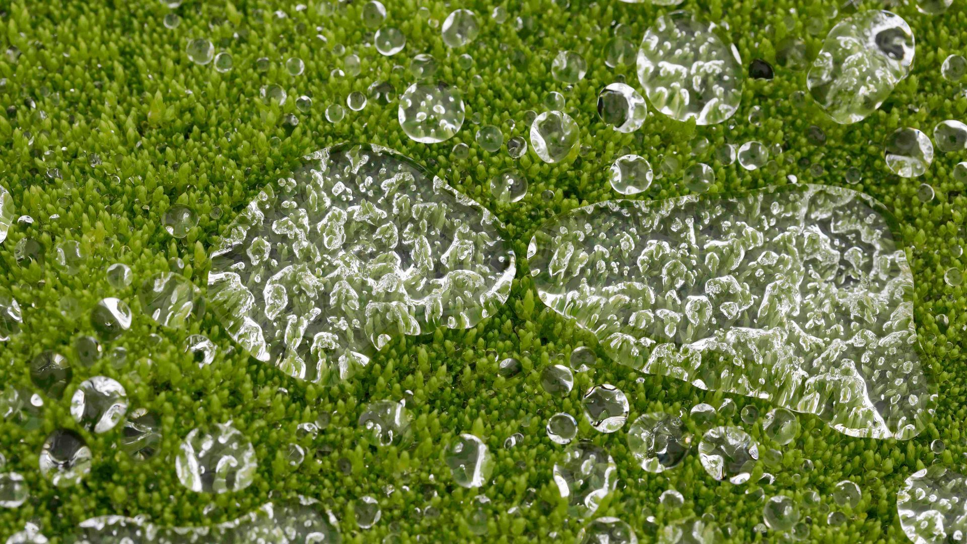 Kleine Wassertropfen auf Moos in Island.