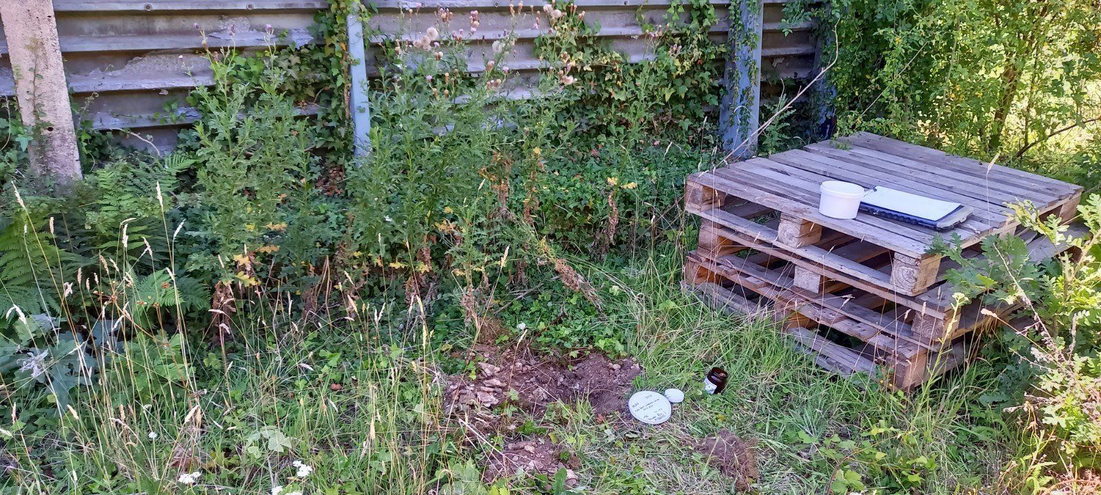 overgrown land