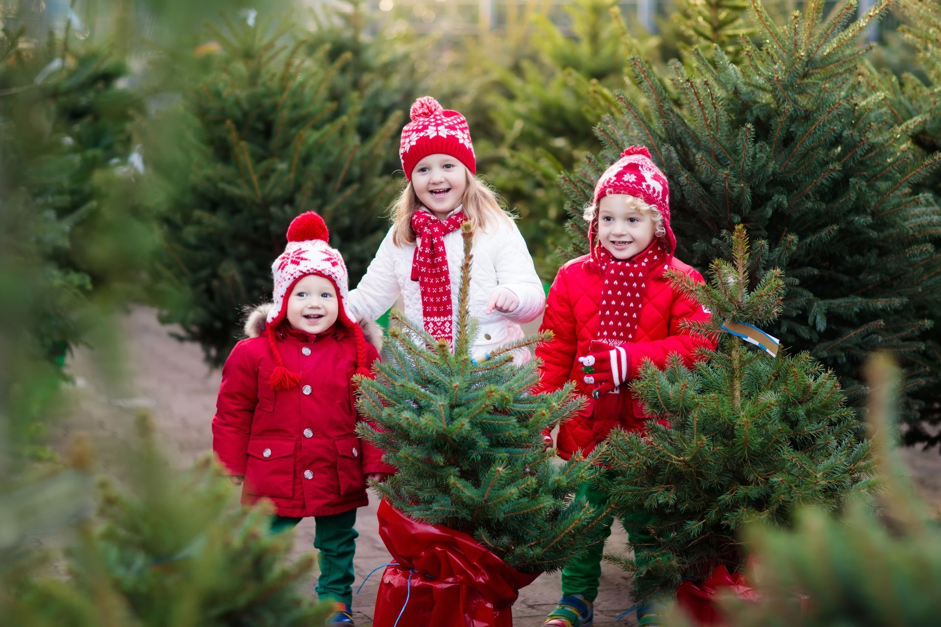 Christmas Tree Farms in and around Fairfield County.