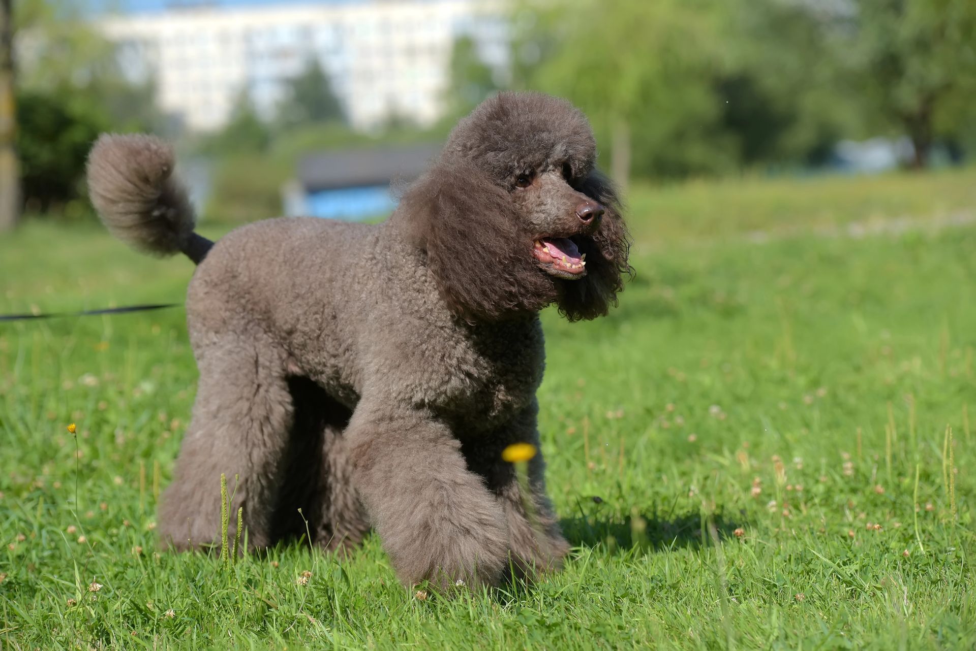 Bark in the Park on Saturday, May 31 in Latham Park, Stamford