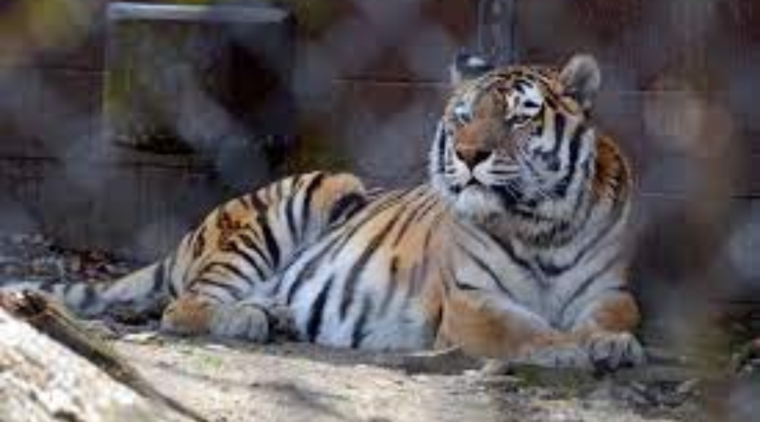 Connecticut’s Beardsley Zoo Joins the State’s “Connecticut Summer at the Museum”