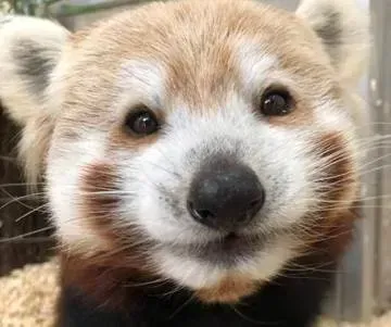 CONNECTICUT’S BEARDSLEY ZOO MOURNS THE LOSS OF BELOVED BERRY, THE RED PANDA