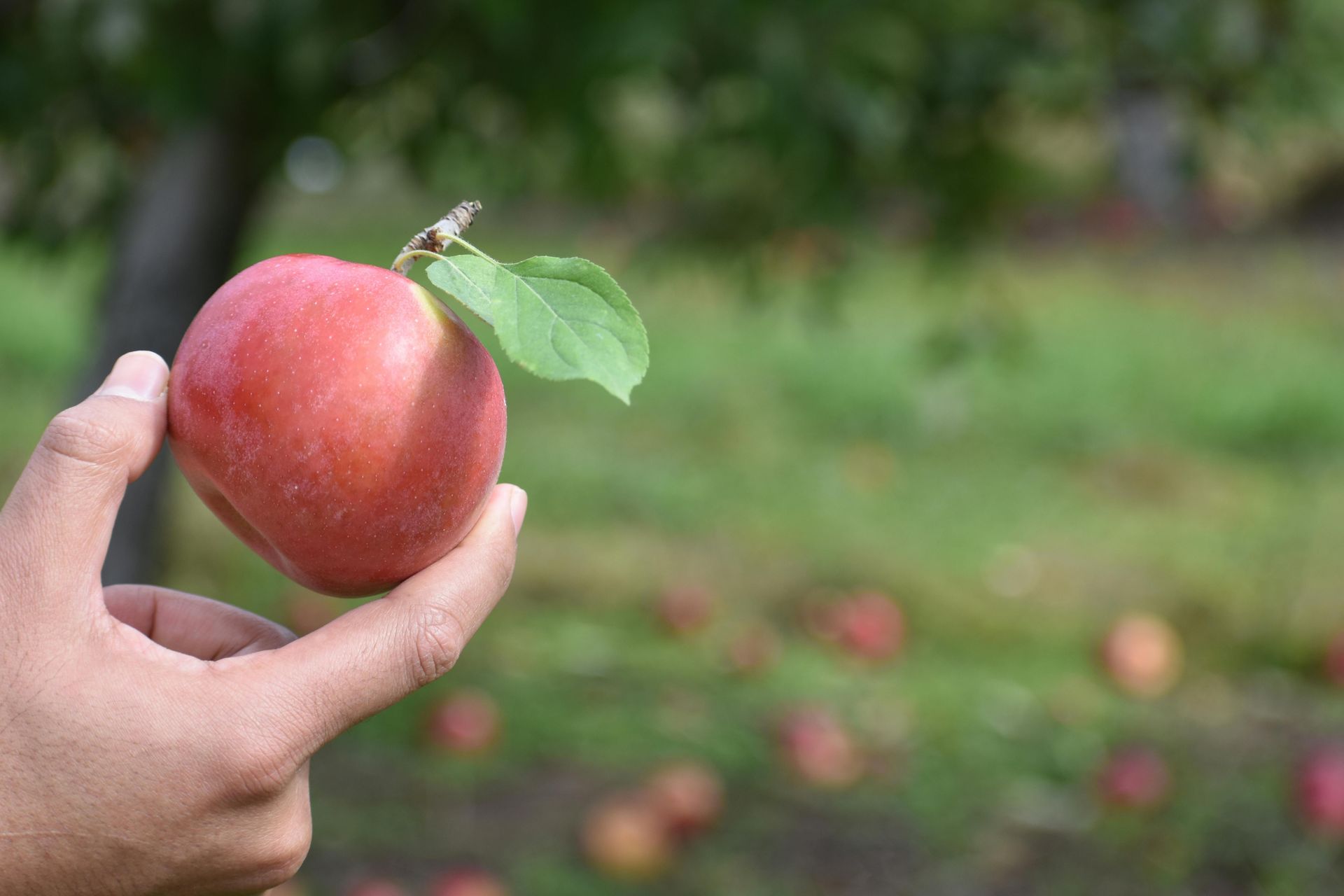 Apple Picking Time in and Around Fairfield County