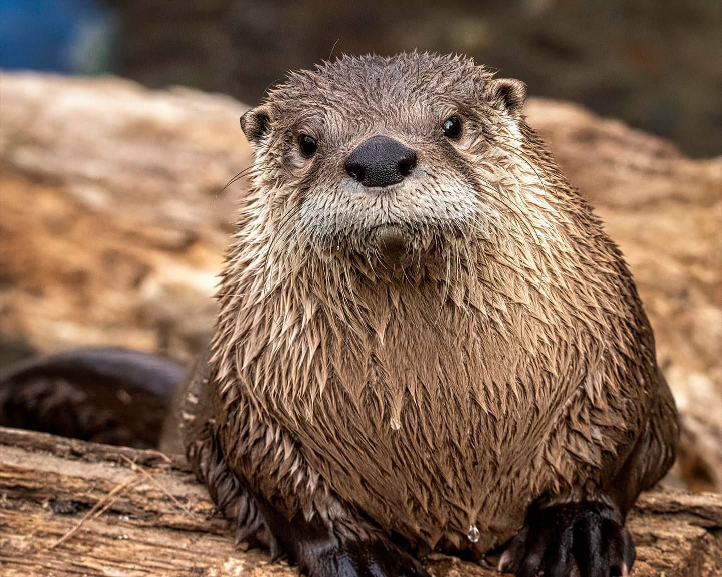 The New Mayor of Connecticut’s Beardsley Zoo Is Tahu the River Otter!