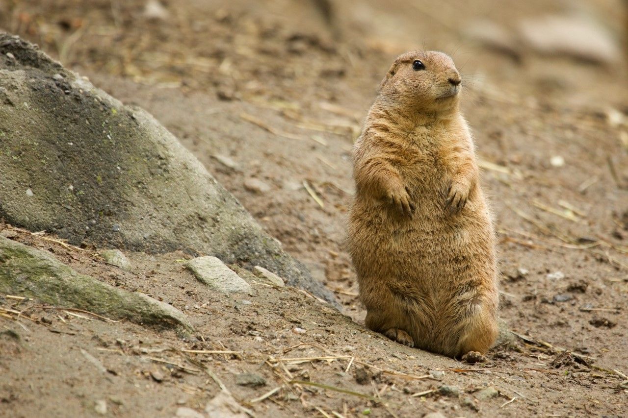 is a prairie dog a groundhog