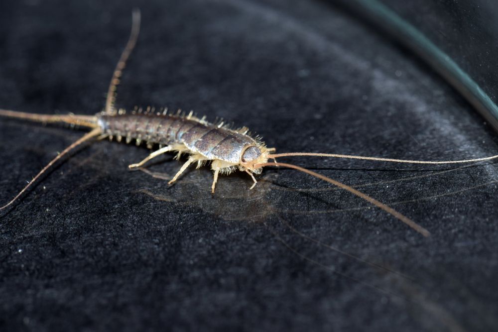 Silverfish Insect on A Dark Surface, with Long Antennae and Tail Bristles — Bad Bugs Pest Control in Gracemere, QLD
