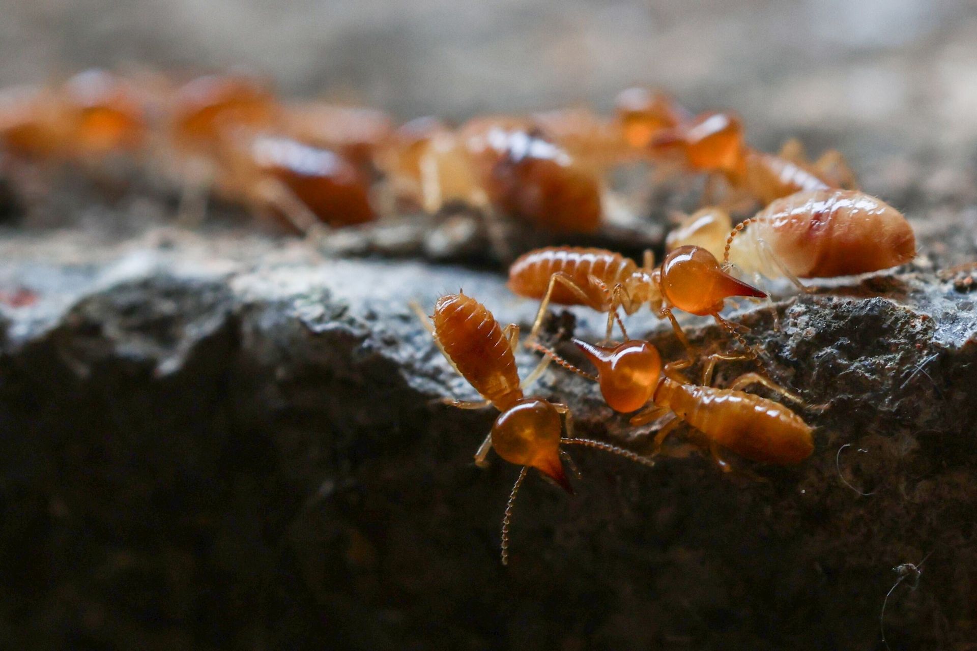 Termites on A Rough, Dark Surface — Bad Bugs Pest Control in Rockhampton, QLD