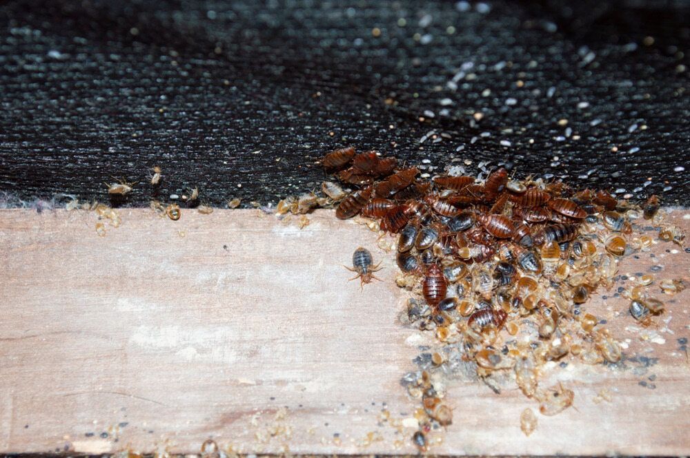 Bed Bug Infestation on Wood. Clustered Dark Brown Insects, Eggs, and Exoskeletons — Bad Bugs Pest Control in Moura, QLD