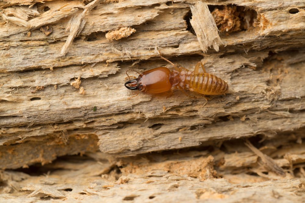 Termite on Wood, with Brown Head and Body, Feeding on Wood — Bad Bugs Pest Control in Rockhampton, QLD