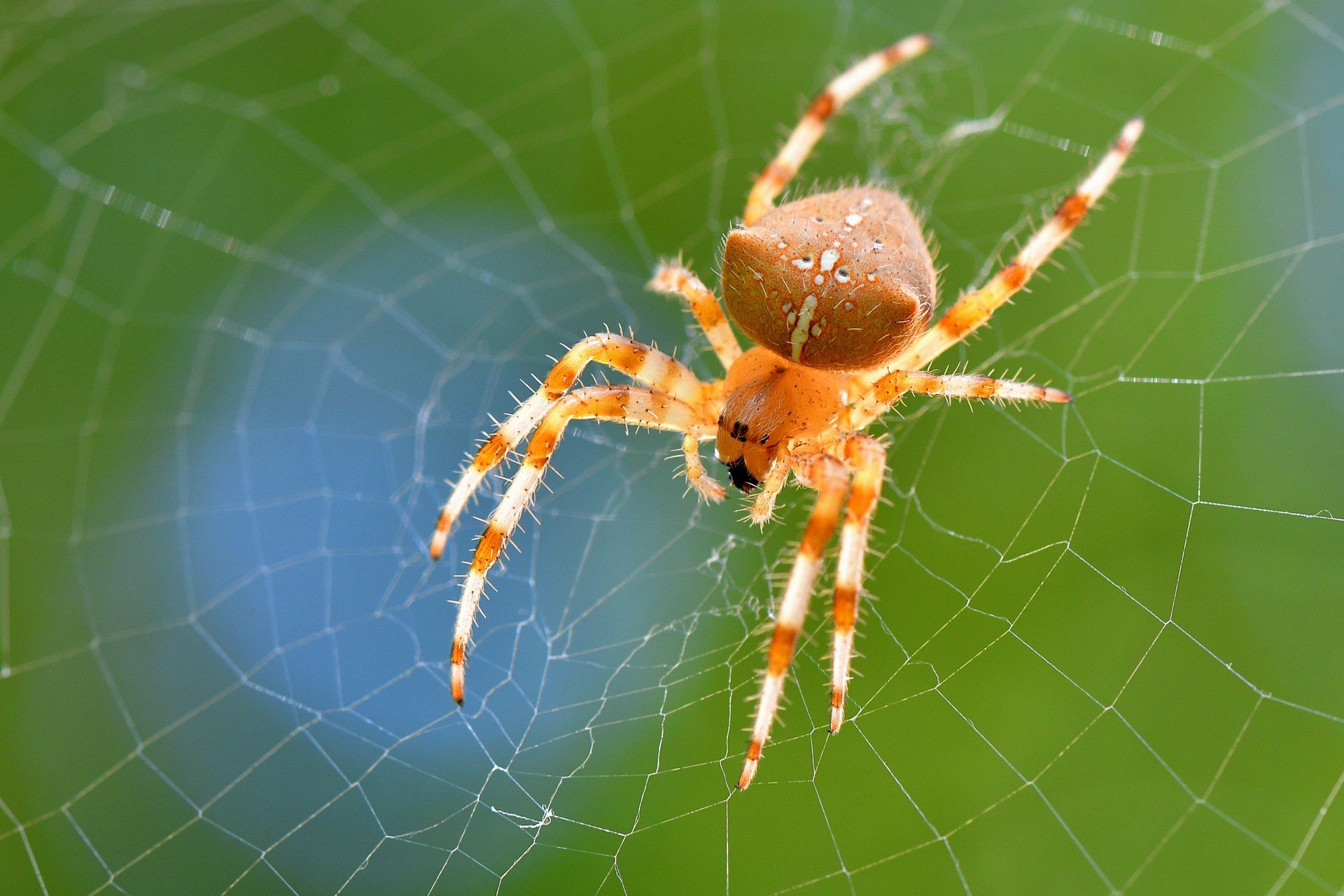 Heat Treatment For Bed Bugs — Pillows on Bed in Fort Wayne, IN