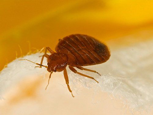 Bed Bug Heat Treatment — Close-Up of A Bed Bug in Fort Wayne, IN