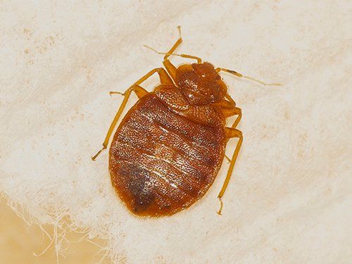 Bed Bug Treatment Estimate — Macro Photo of A Bed Bug in Fort Wayne, IN