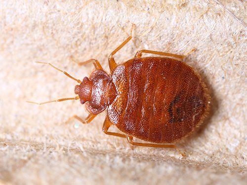 About Bed Bugs — Bed Bugs on A Paper in Fort Wayne, IN