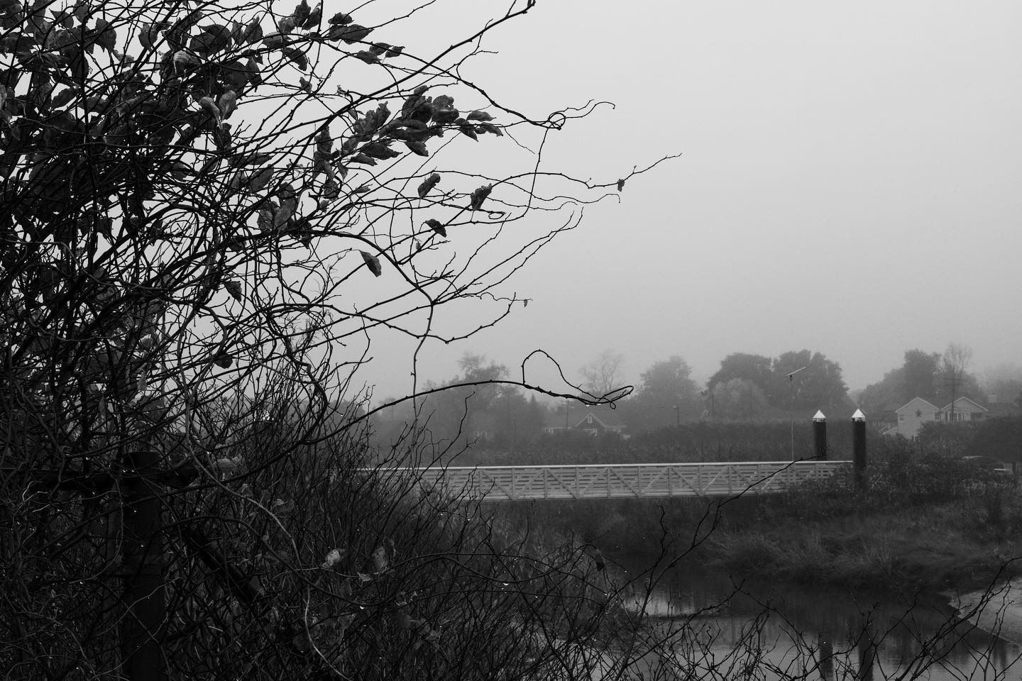 Black and white photo of a foggy landscape with a body of water and bare tree branches in the foreground.