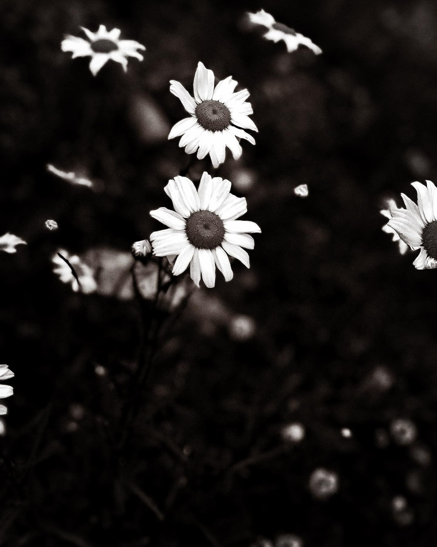 Black and white photo of daisies with white petals and dark brown centers, growing in a dark field.