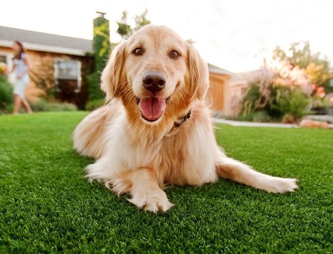 Artificial Grass Cleaning Products