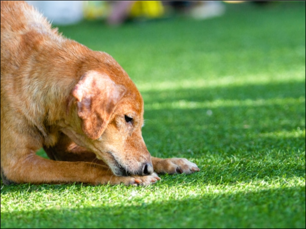 No More Digging and Chewing Issues