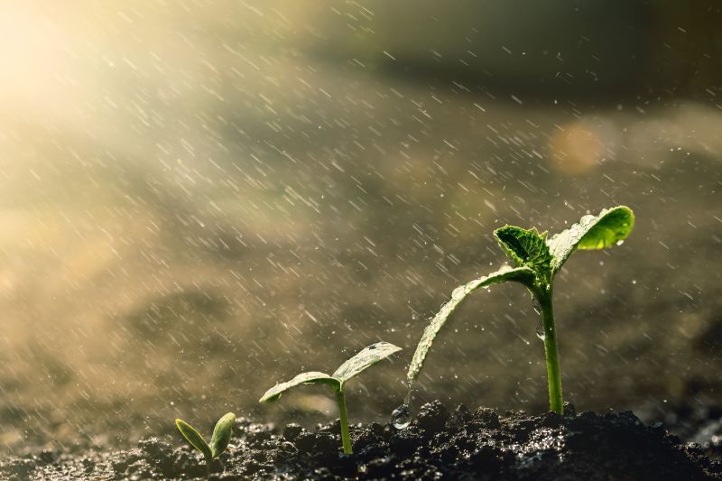 Piante, fiori e irrigazione