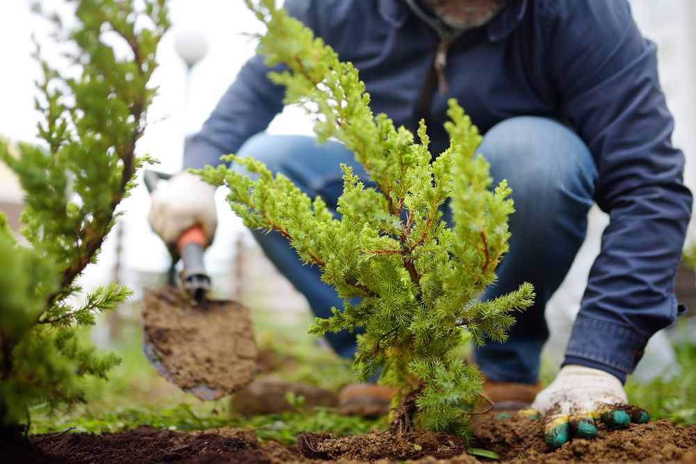 Man planting a small green tree in a garden using a shovel and wearing gloves.