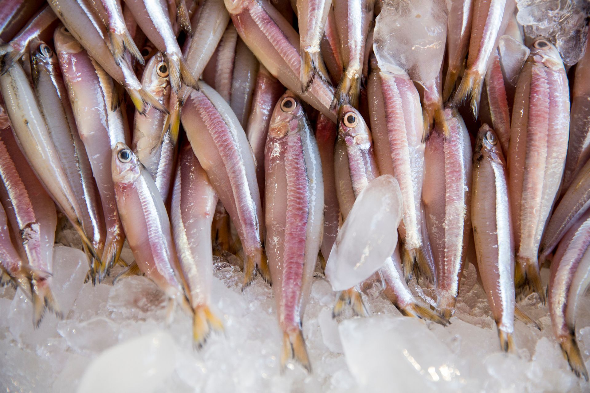 Fotografia autoral de feira livre em São Paulo — detalhe de barraca de peixes