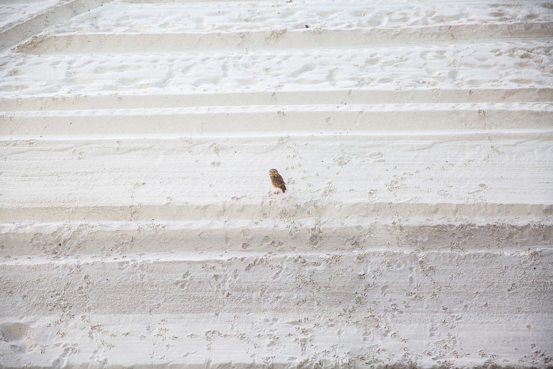 Fotografia fine art Areia de Salvador com a coruja ao nascer do sol