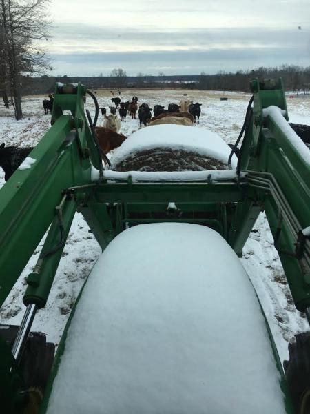 Snow-covered green tractor front loader in a snowy field, with cows in the distance.