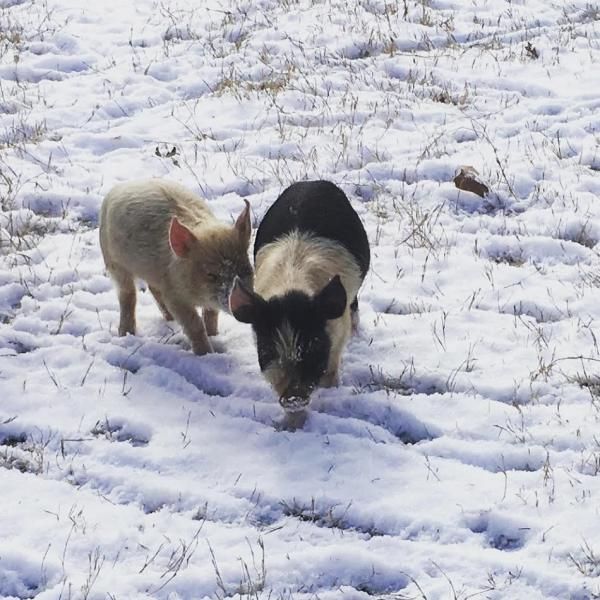 Two piglets sniffing the snow-covered ground outdoors