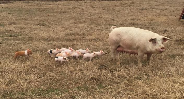 Pig sow with several piglets in a dry grassy field, with a small fox or dog nearby.