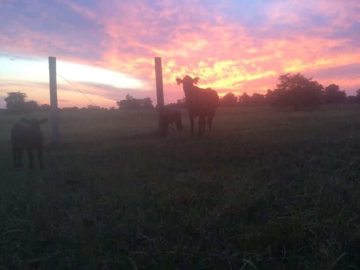 Silhouetted cows in a field at sunset, with pink-orange sky and fence posts.
