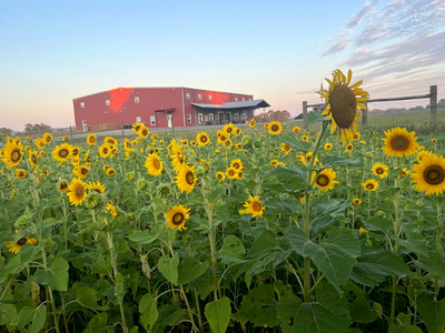 Sunflower field at sunset with a red barn-like building in the background
