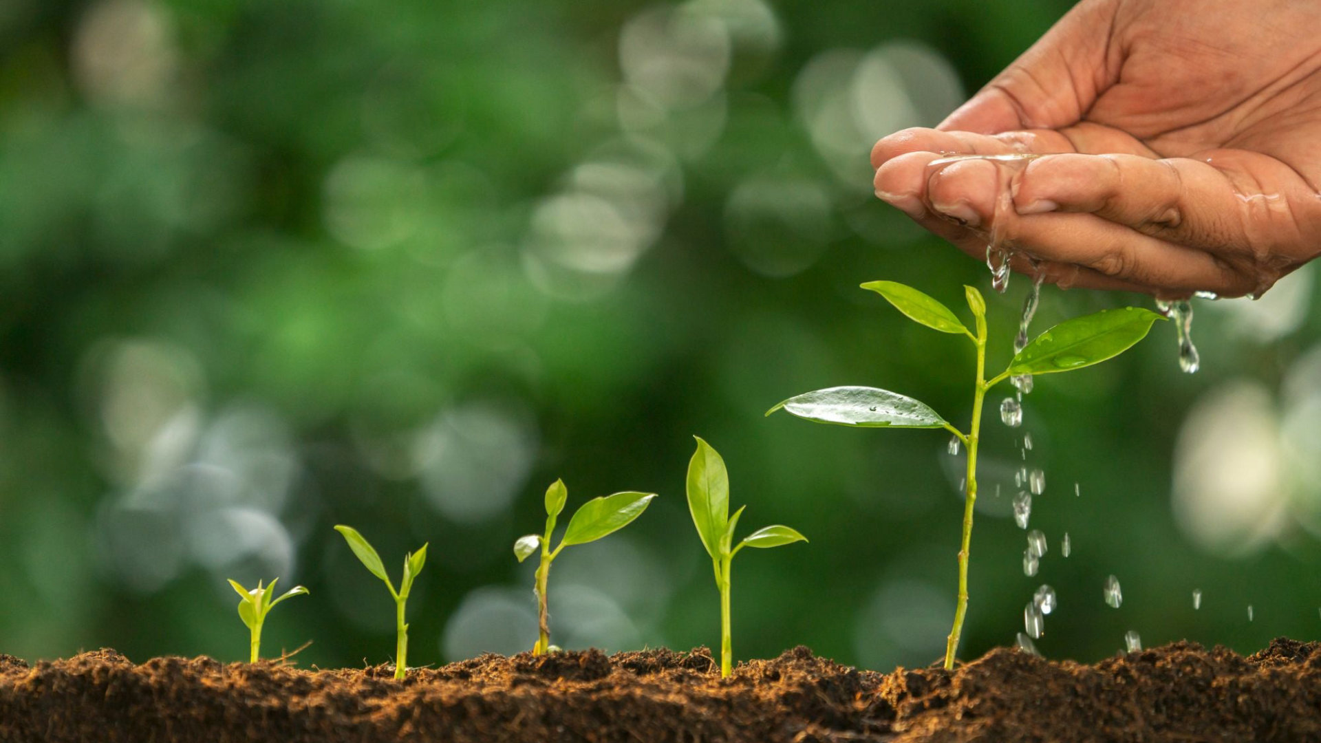 A person is watering a row of small plants growing out of the ground.