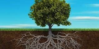 A tree showing how the roots can be more important than the tree itself.