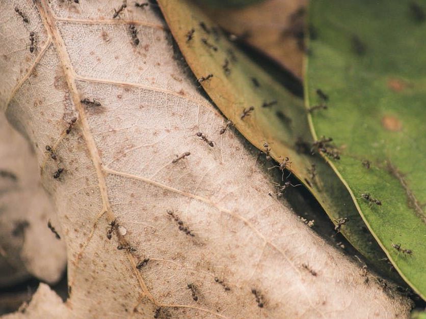 A bunch of ants are crawling on a leaf.