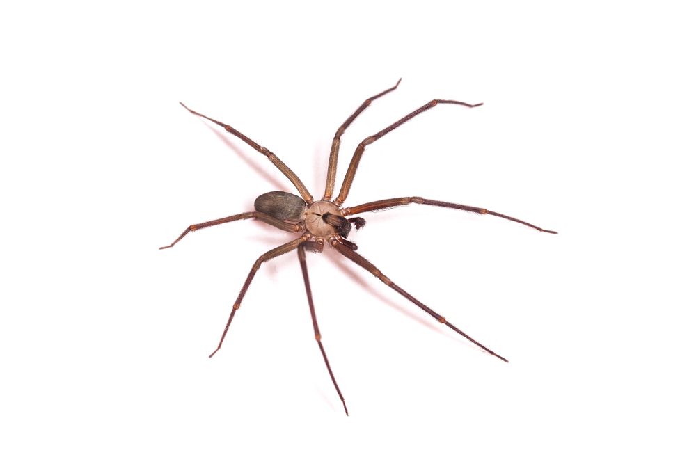 A brown spider with long legs is sitting on a white surface.