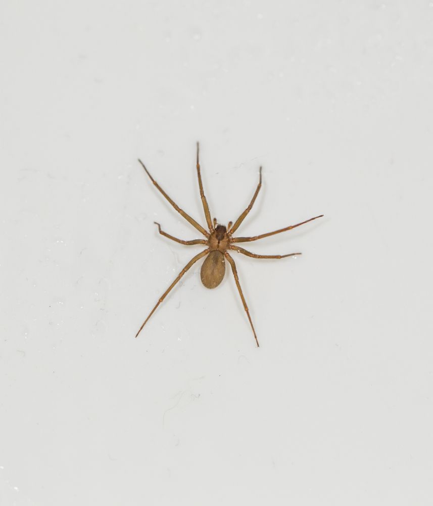 A brown spider is sitting on a white surface.