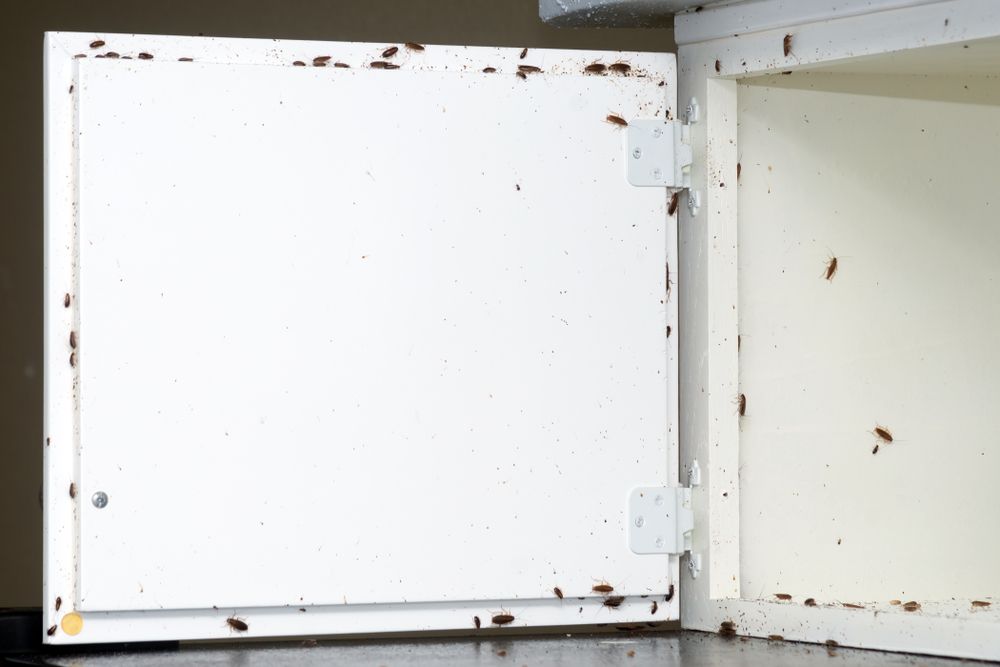 Cockroaches are crawling on a white cabinet door