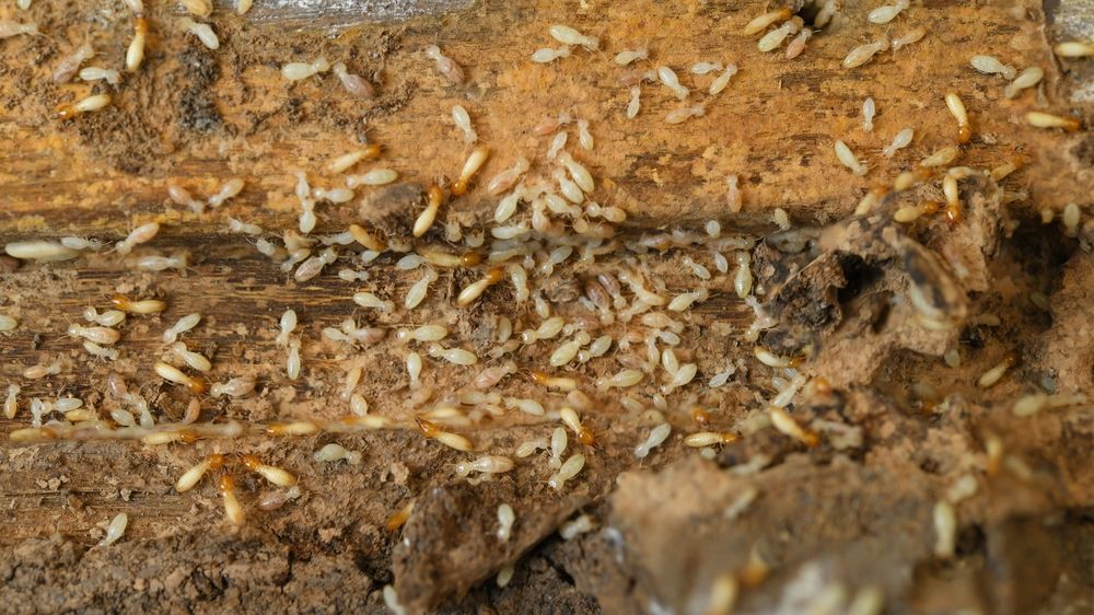 A bunch of termites are crawling on a piece of wood.