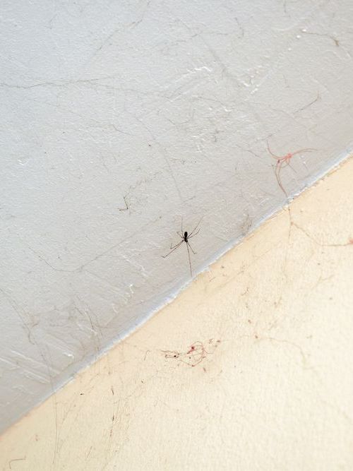 A small black bug is crawling on a white wall.