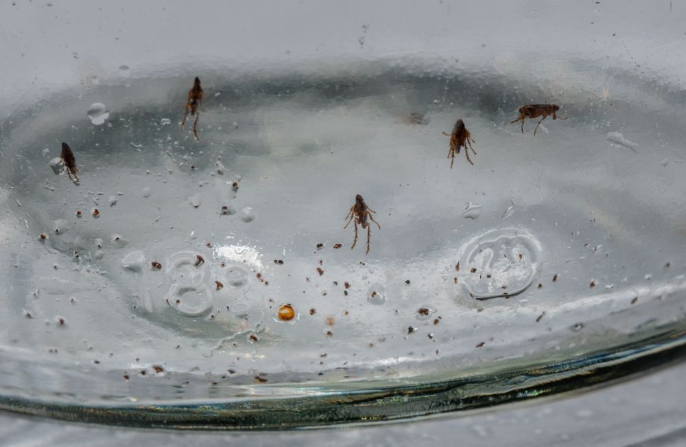 A group of fleas are swimming in a glass bowl of water.