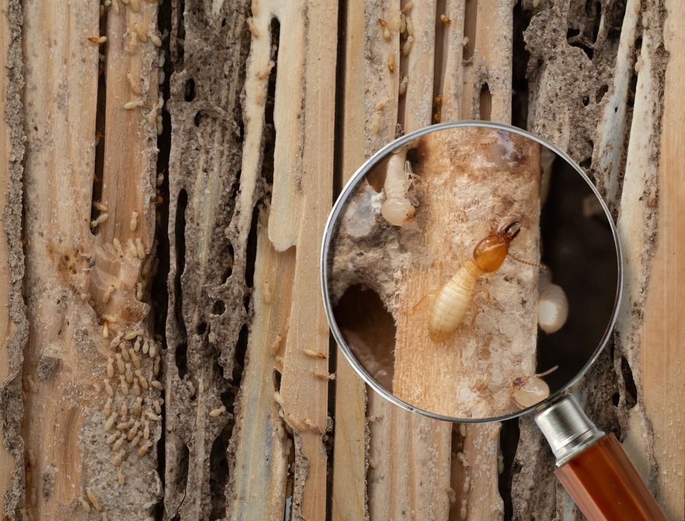 A termite is crawling on a piece of wood with a magnifying glass.