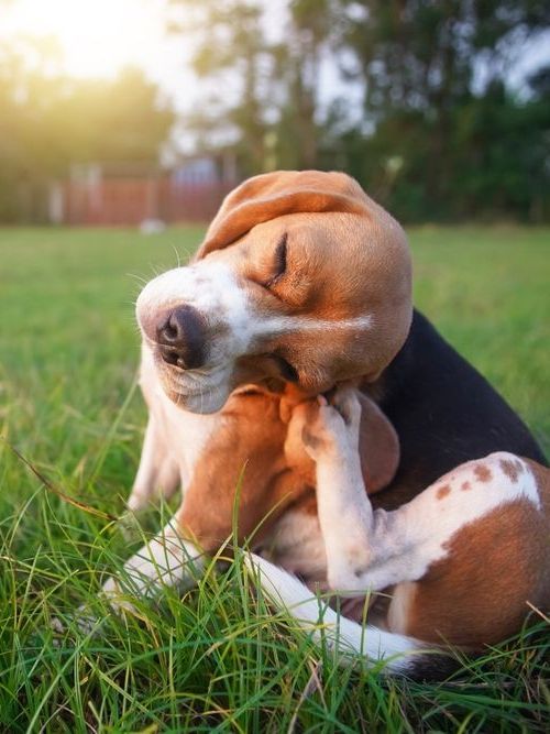 A brown and white dog is scratching its head in the grass.