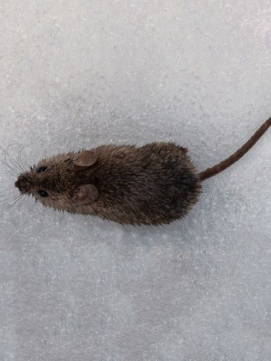 A small brown mouse is laying in the snow.