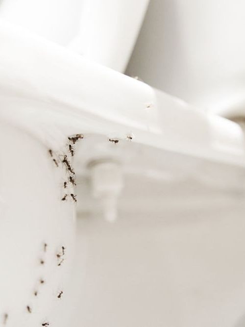 A bunch of ants are crawling on the side of a toilet.