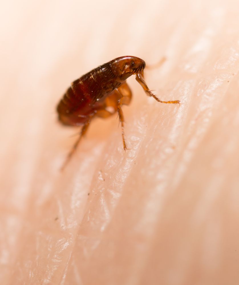 A close up of a flea on a person 's skin