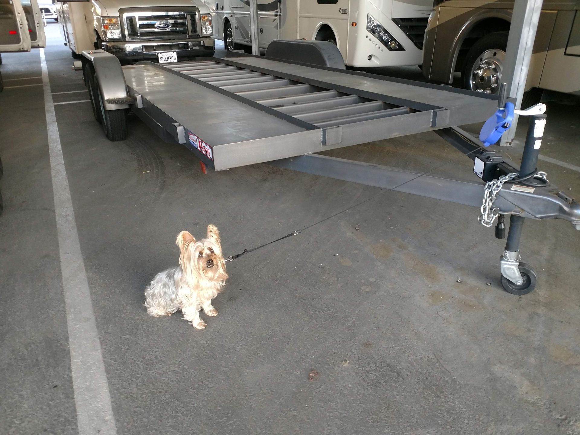 Front Right View Flatbed With Dog