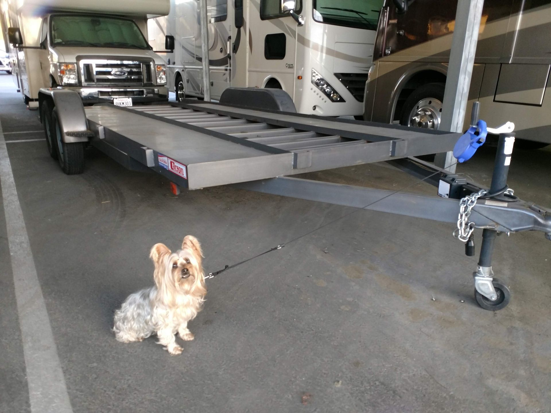 Front Right View Flatbed With Dog